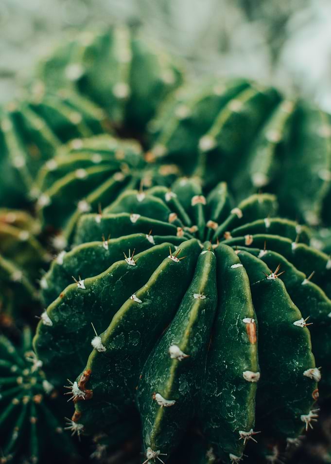 Lovely Cactus 1