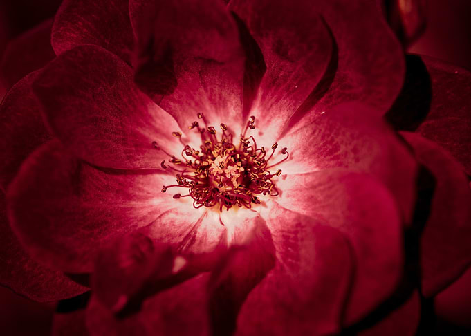 Deep Wine Red Rose