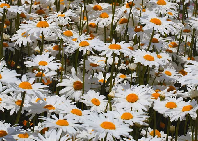 Field of Oxeye Daisies