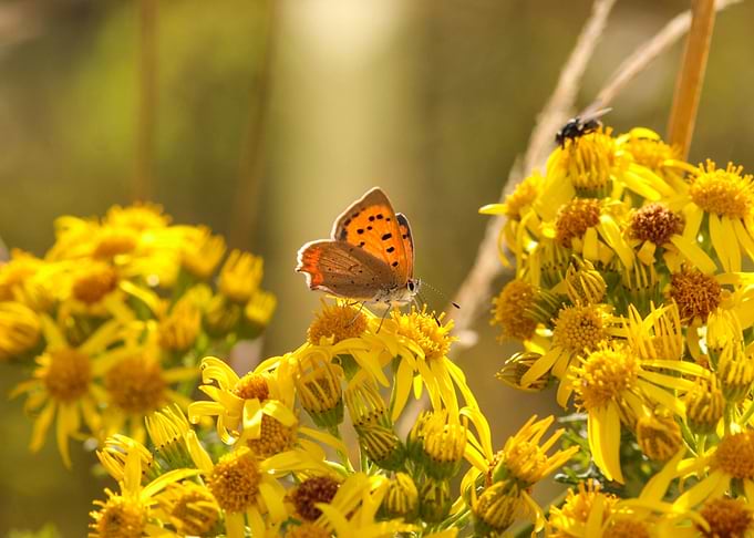 Small Copper