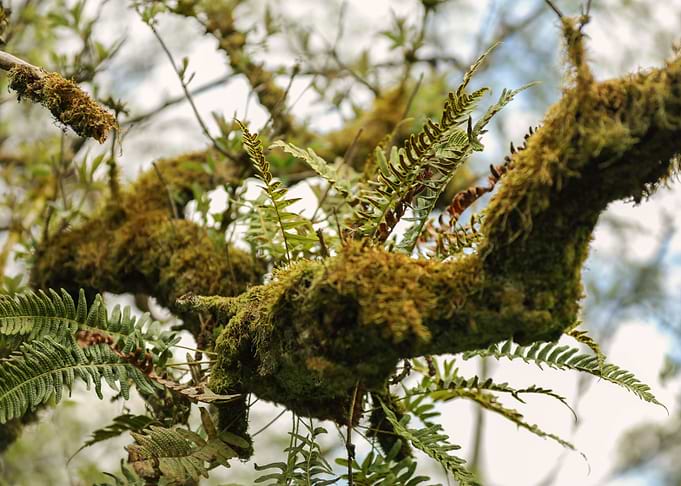Fern growing from tree