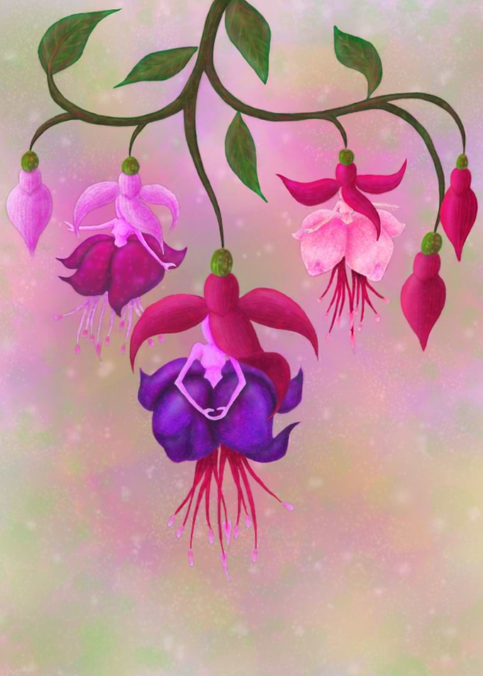 Fuchsia Ballerinas