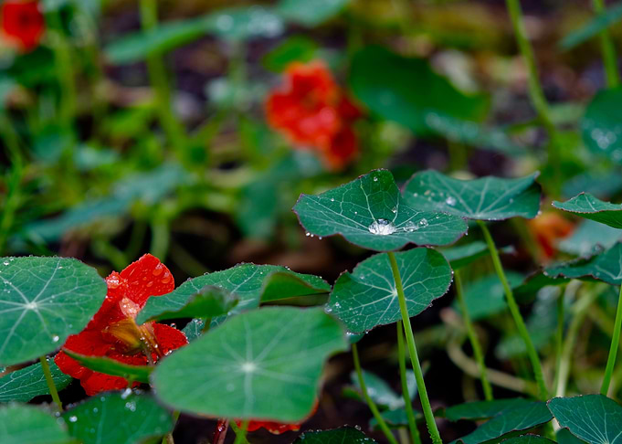 DROPLETS