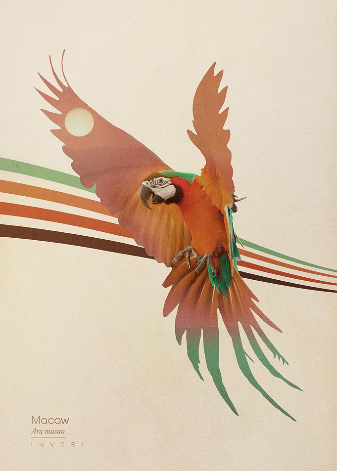Macaw