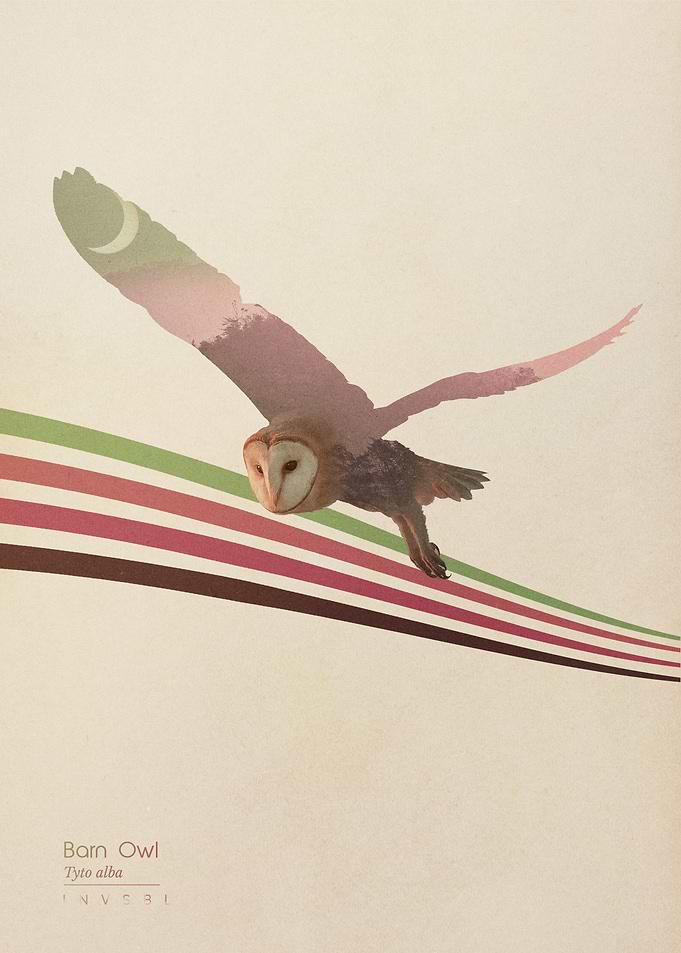 Barn Owl