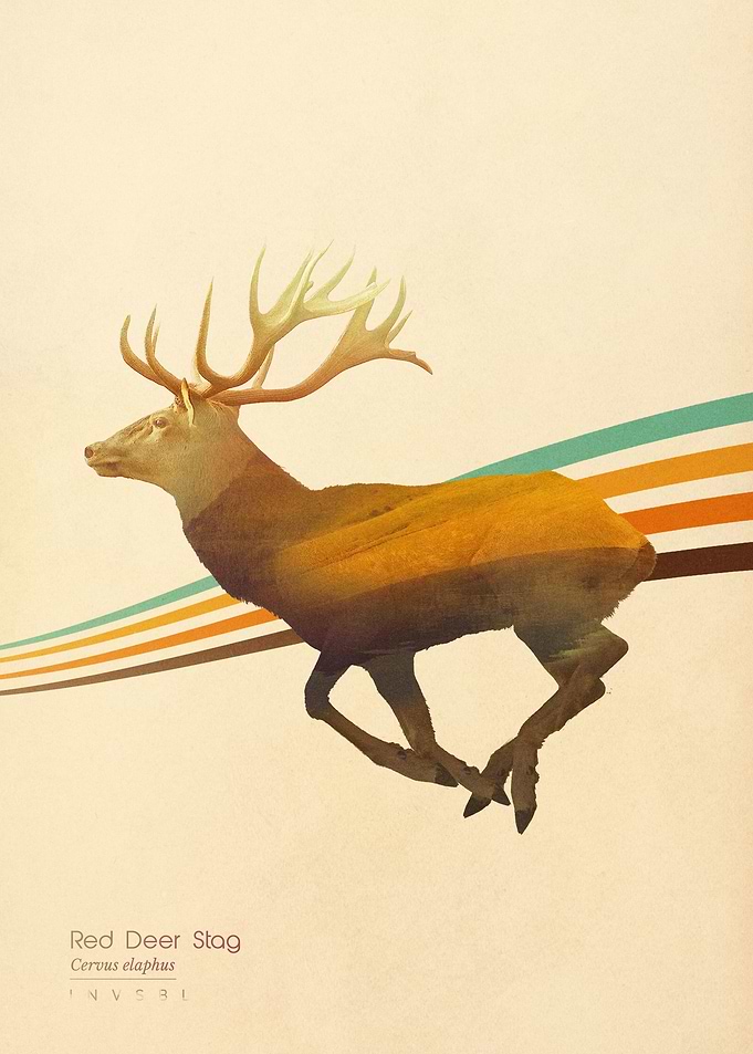Red Deer Stag