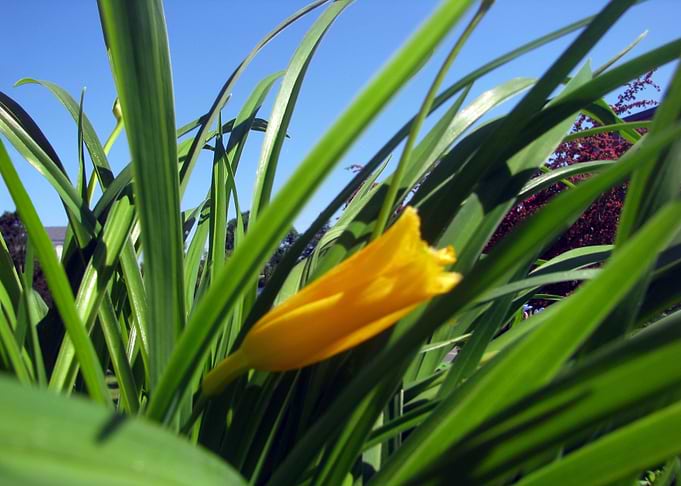 Spring Flower