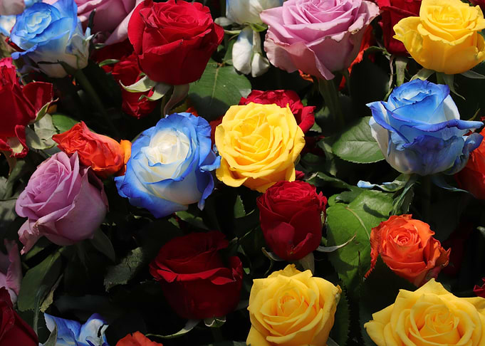 Multi Coloured Roses