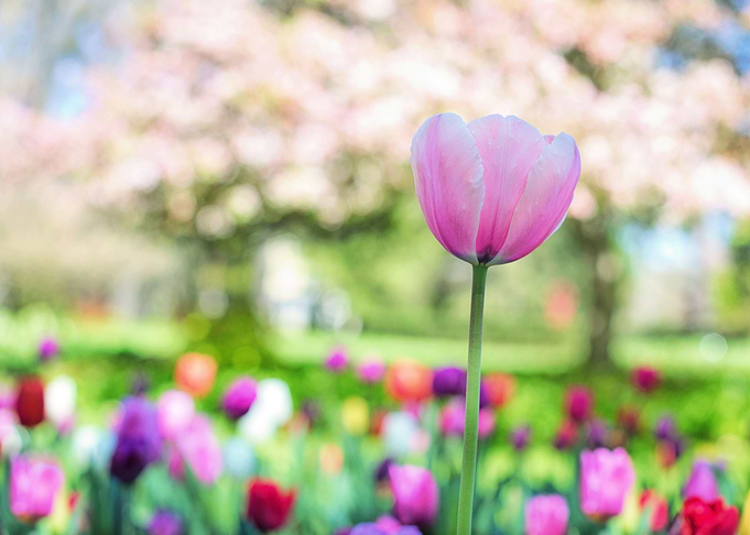 Pastel Pink Tulip Haze