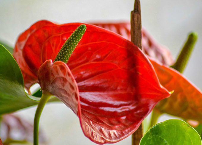 Bloom