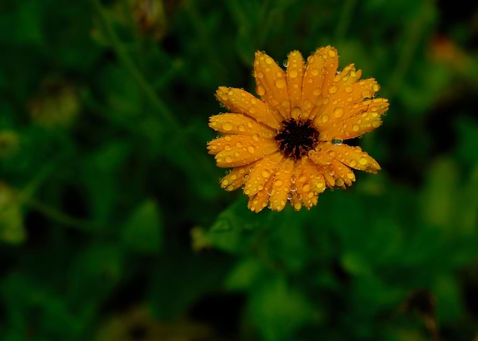 DEWY