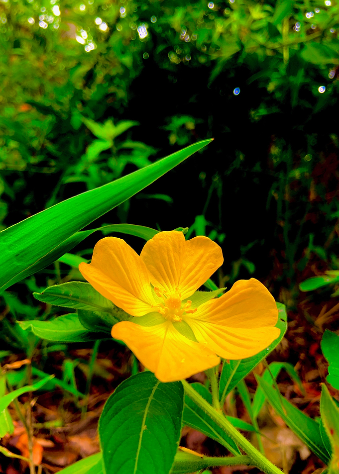 Sunburst Petals