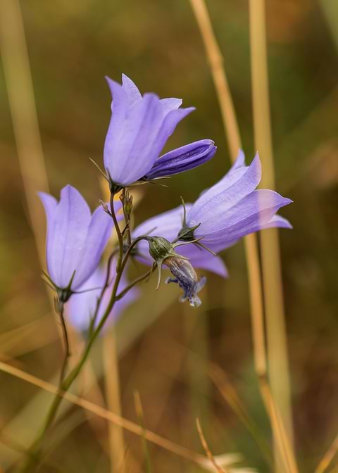 Wild hairbell