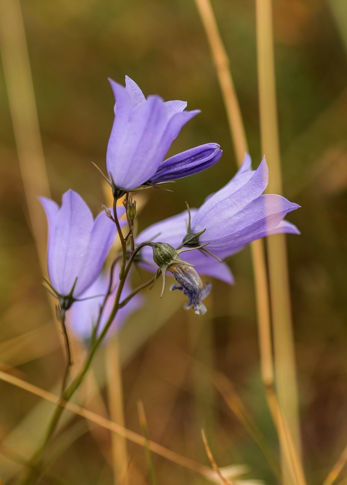 Wild hairbell