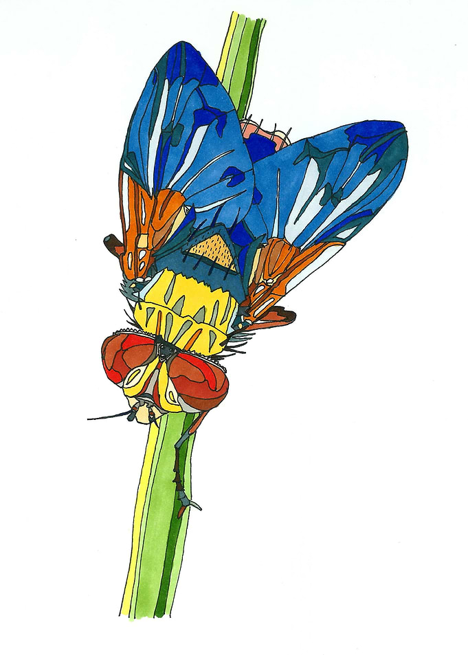 Colorful fly