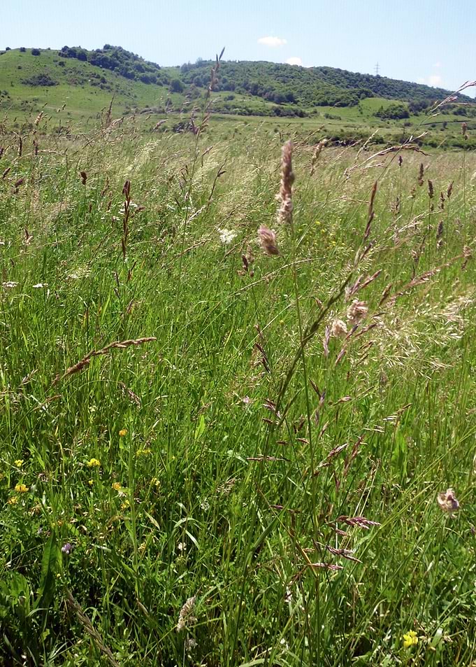 Field in June