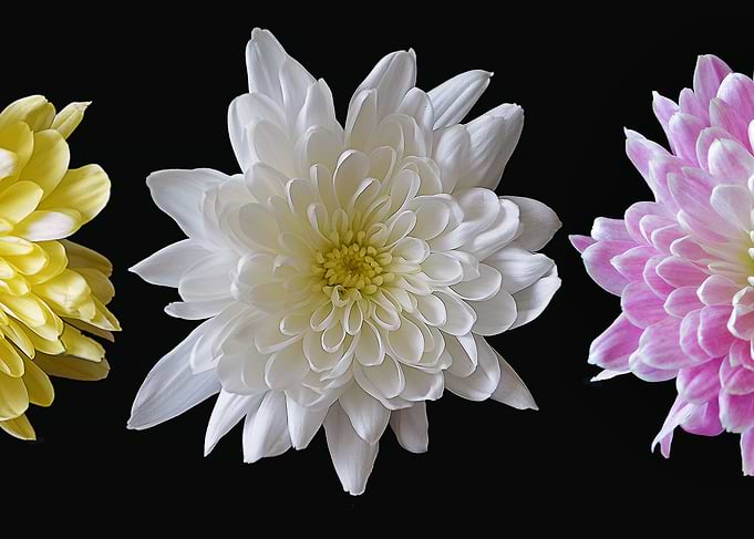Three Chrysanthemums