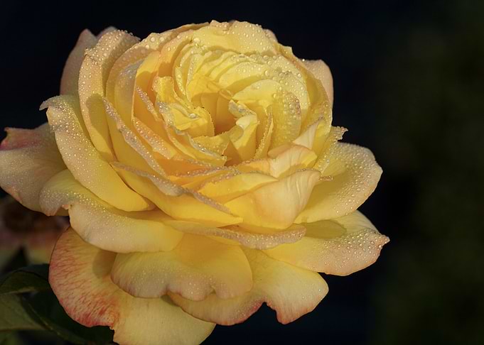 Single Pale Yellow Rose