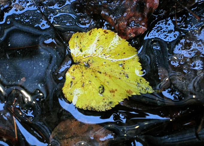 Autumn Leaf