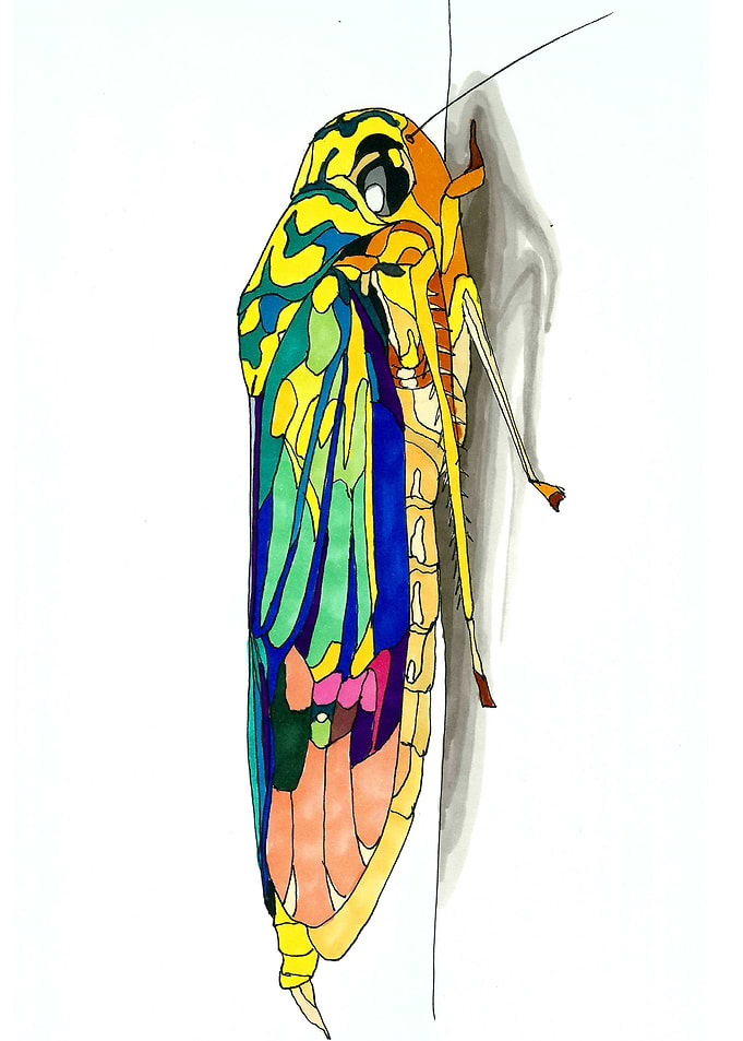 Cicada