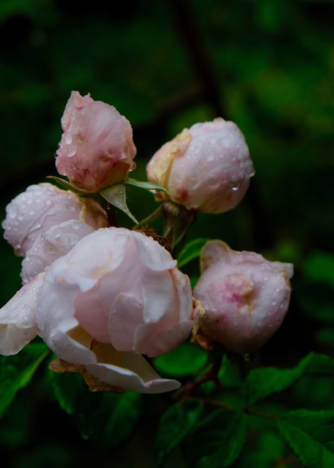 ROSEBUDS 2