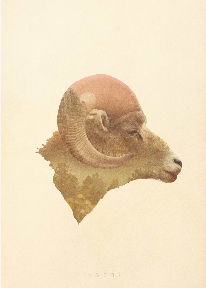Wild Goat