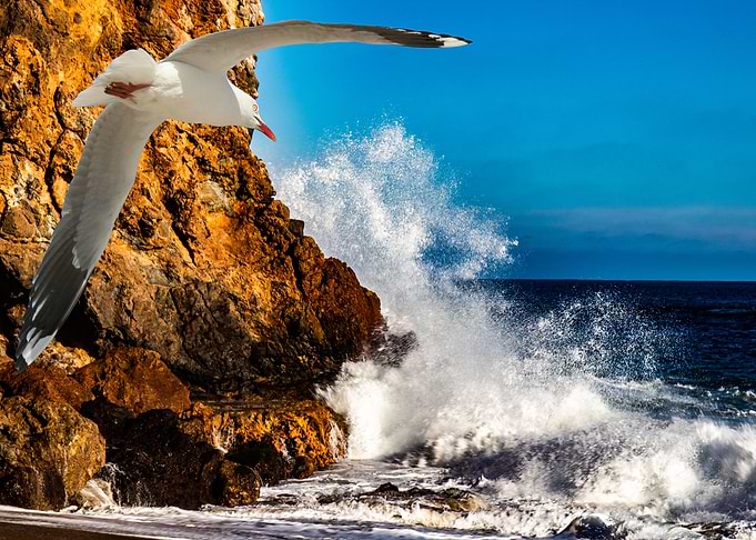 Seagull