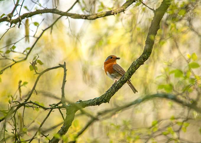 Beautiful Robin