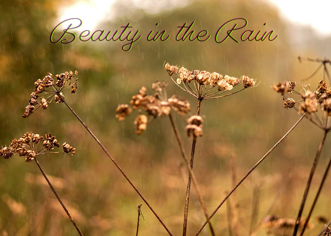 Beauty in the Rain