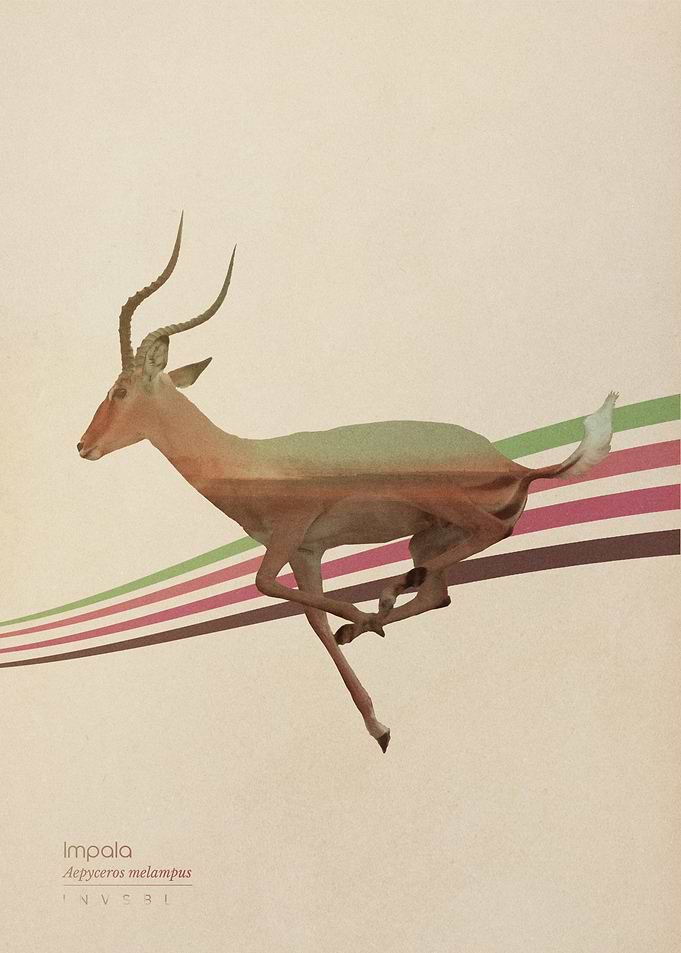 Impala