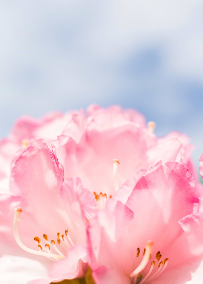 Pink blossom
