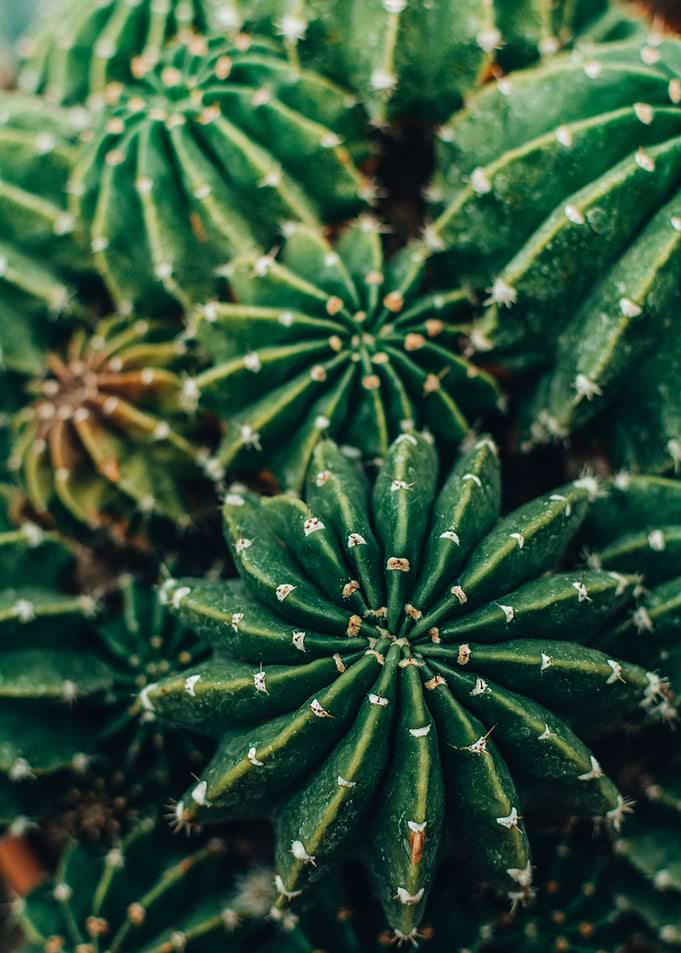 Lovely Cactus 2