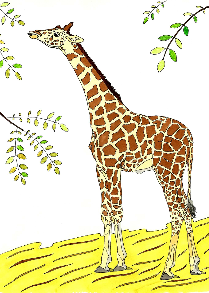 Giraffe