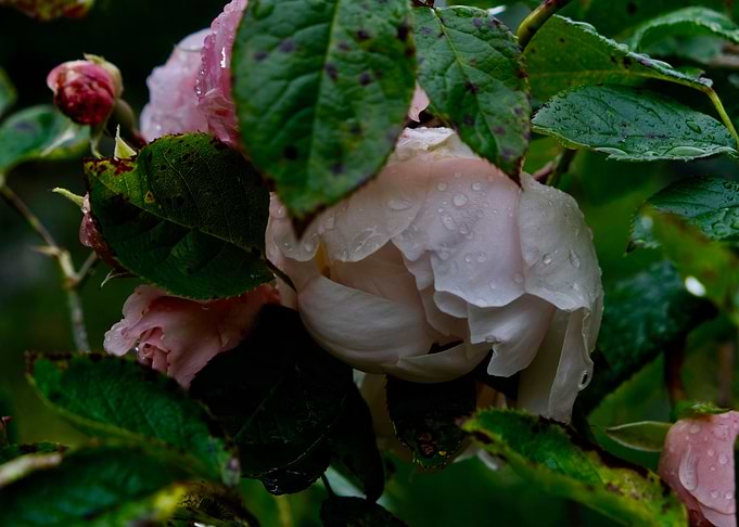 ROSEBUDS 3