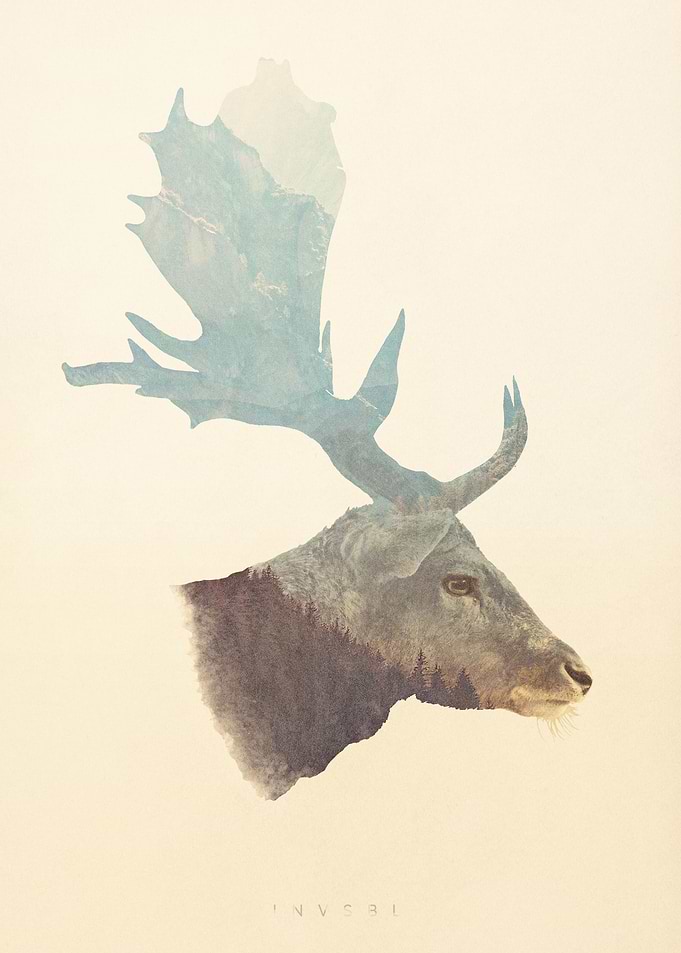 Bull Elk