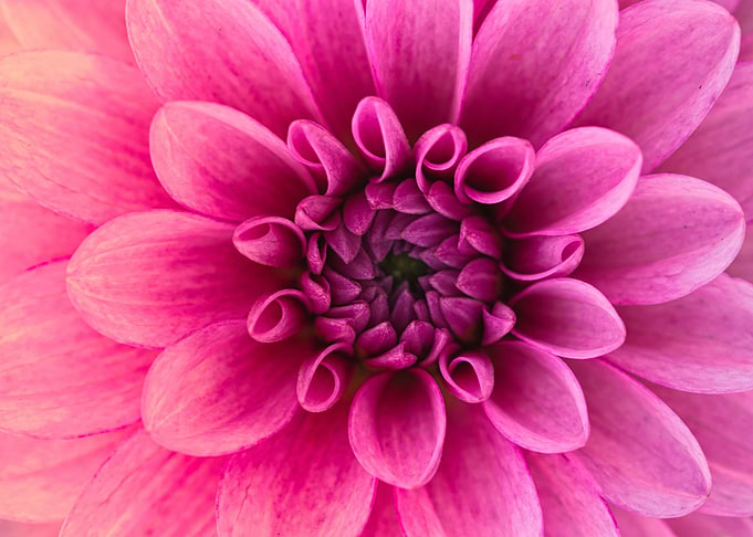 Pastel Suede Pink Dahlia