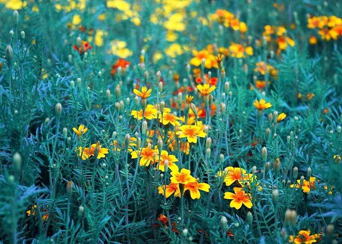 Buttercup Meadow Blue