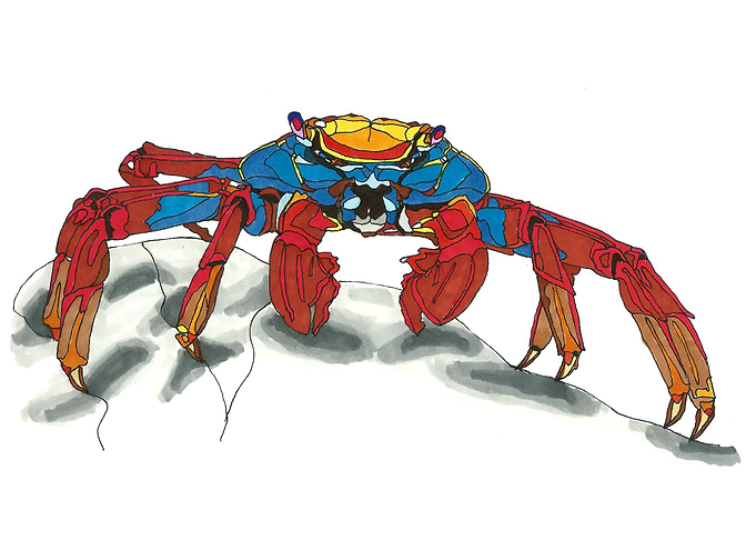 Red rock crab