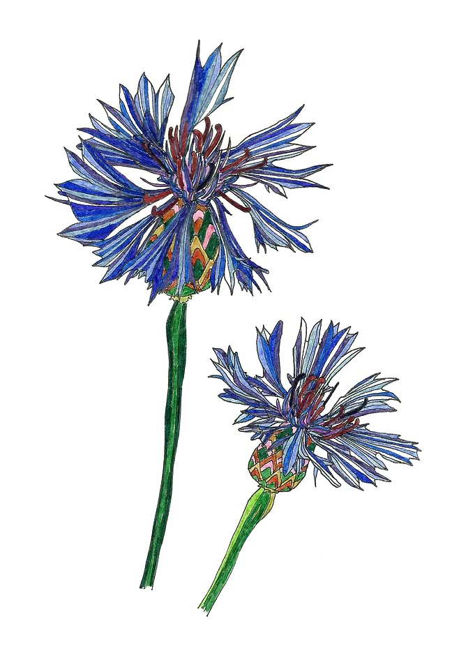 Cornflowers