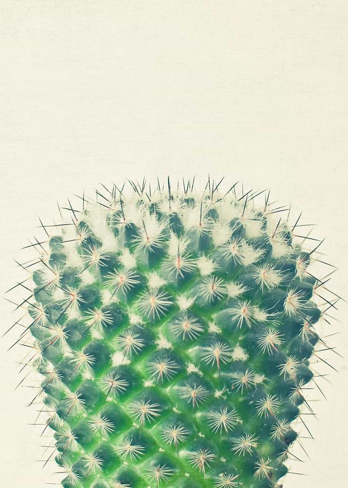 Cactus IV