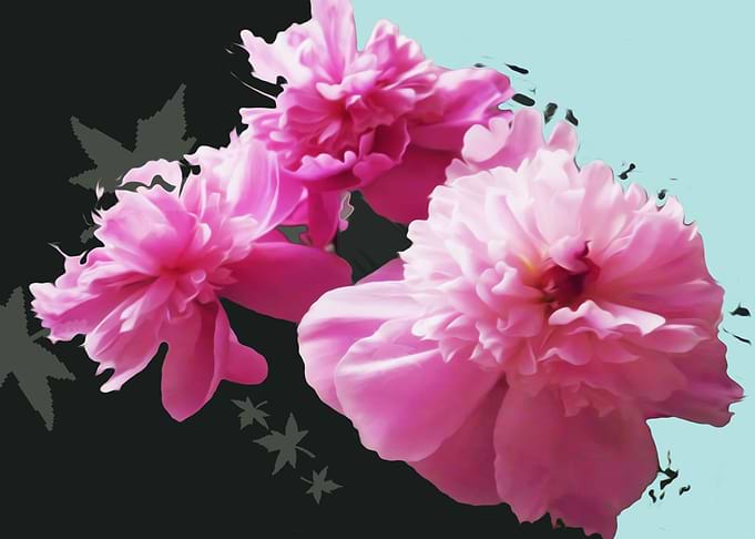Peony summer
