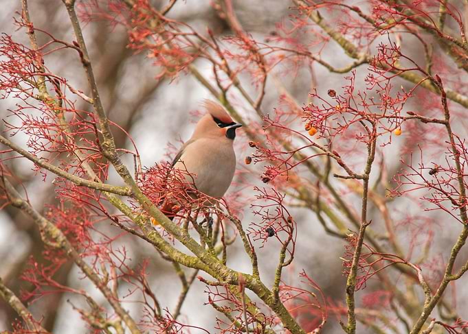 Waxwing