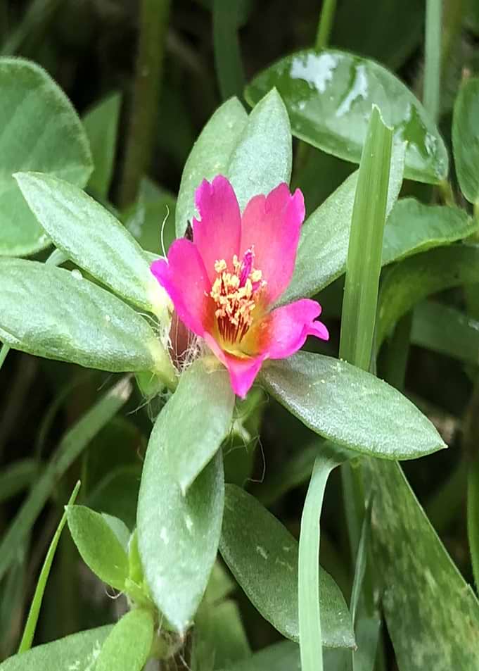 Pink Weed