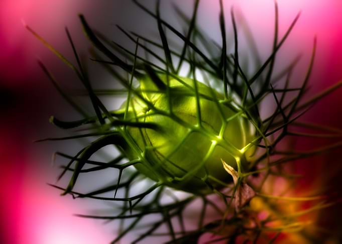flower capsule