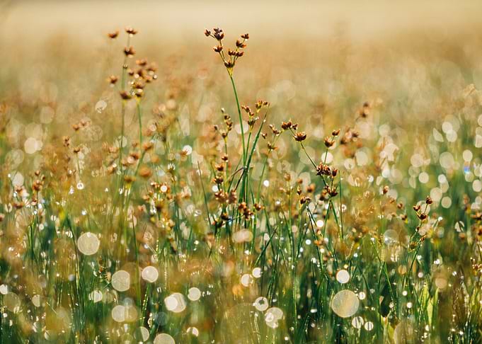 Zen Meadow Sparkles