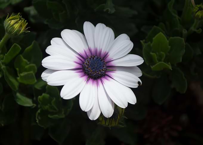Night flower