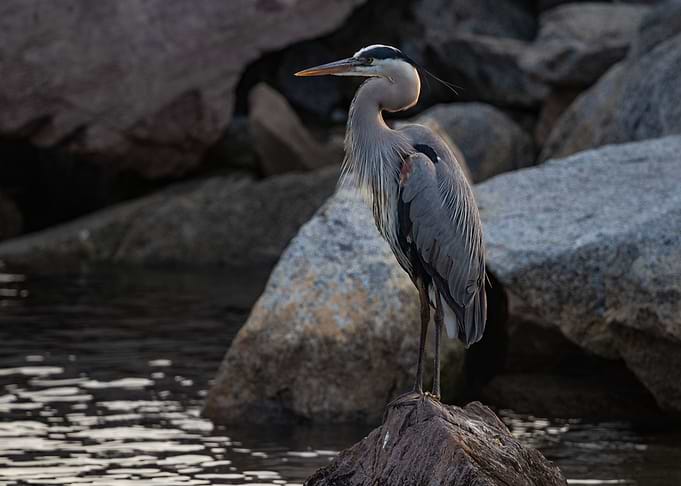 Crane on the rock