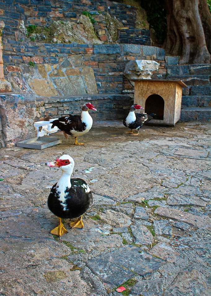 Gooses