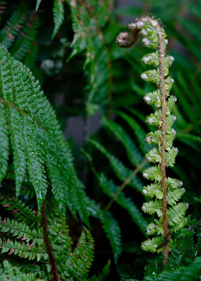 FERN IN BLOOM
