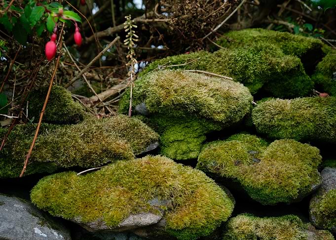 Moss